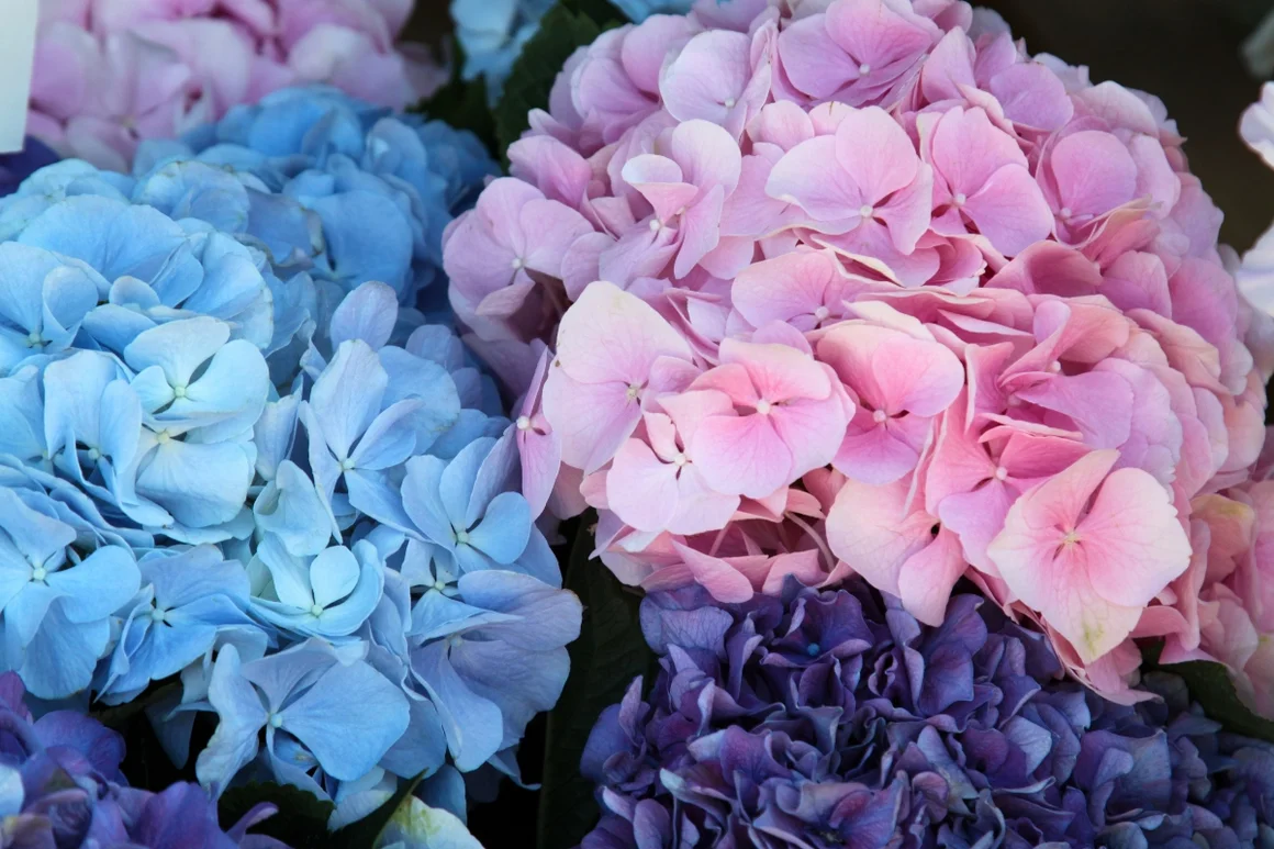 Blaue und rosa Hortensienblüten